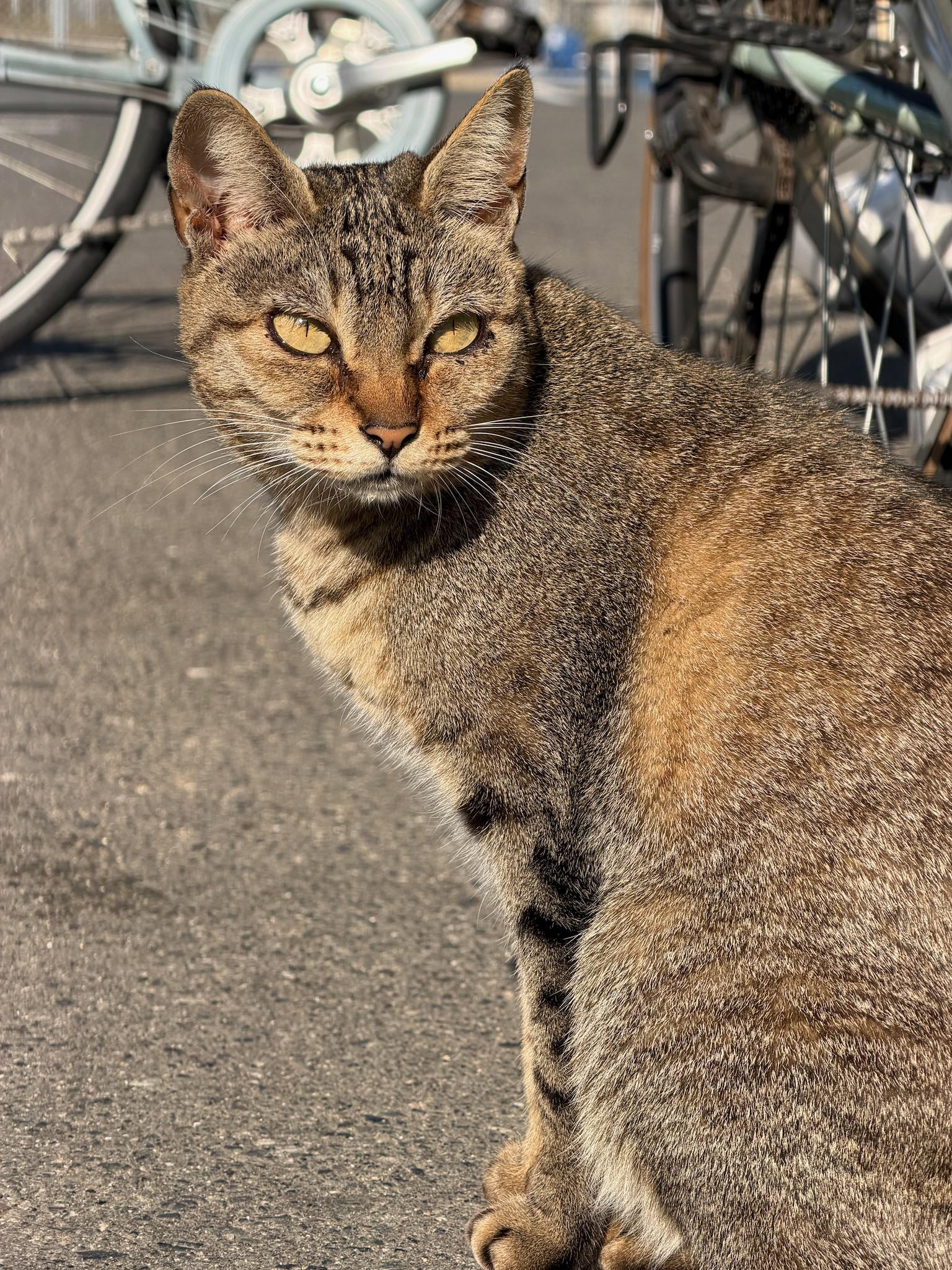 Cat