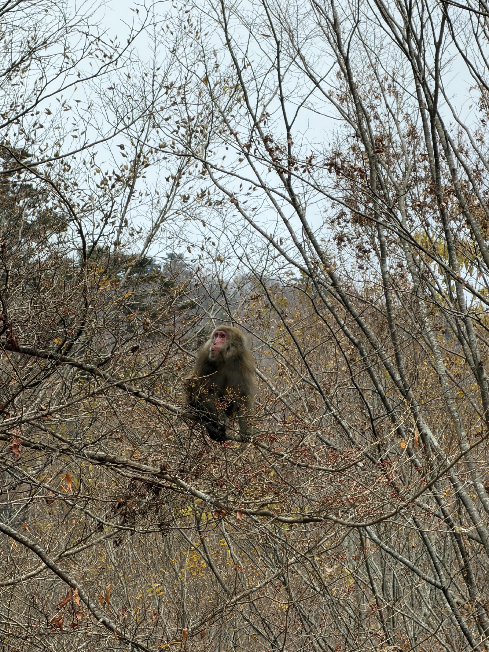 One of the monkeys hanging out over the road