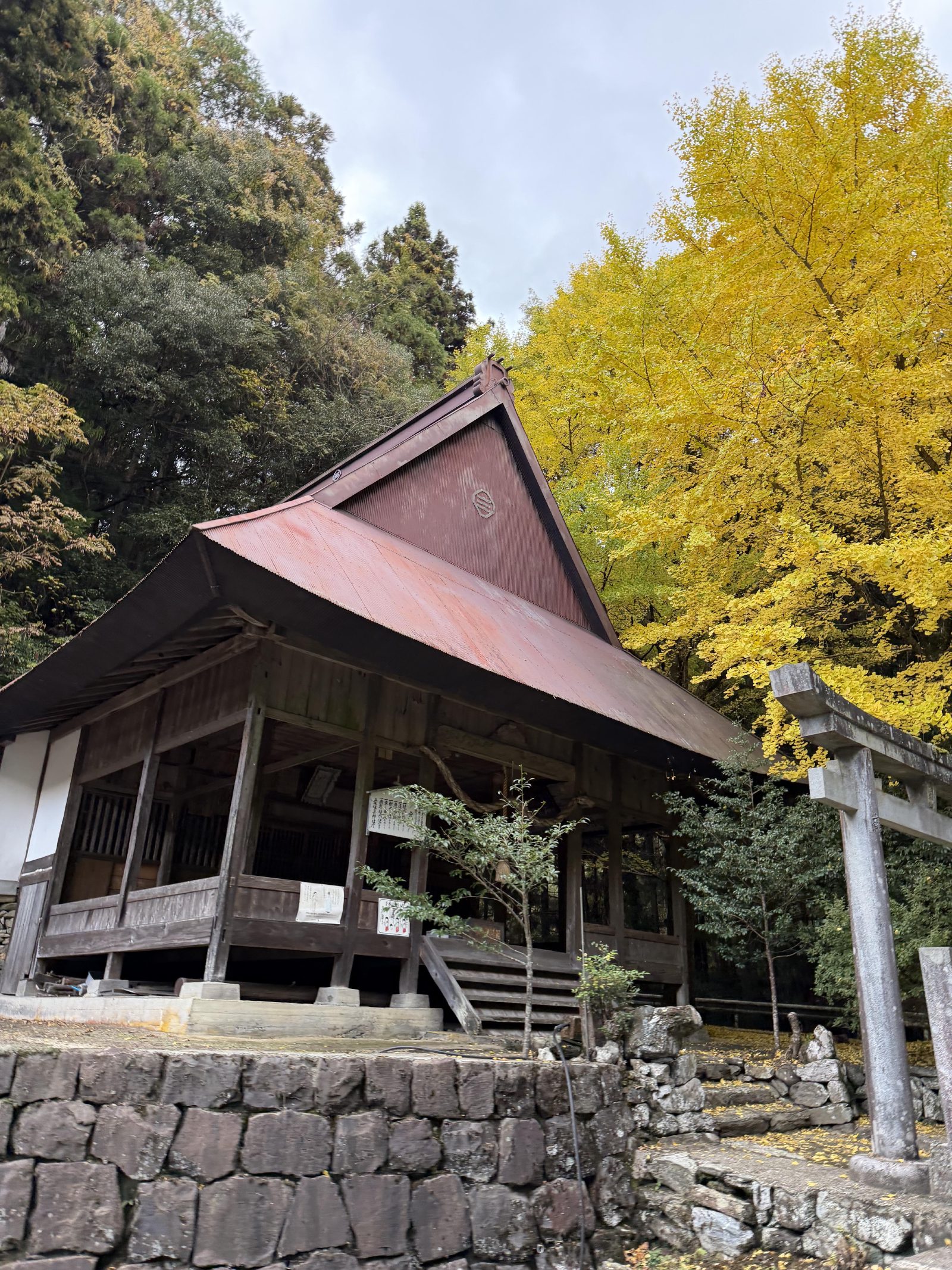 Passing a shrine and the golden ginkgo lower down