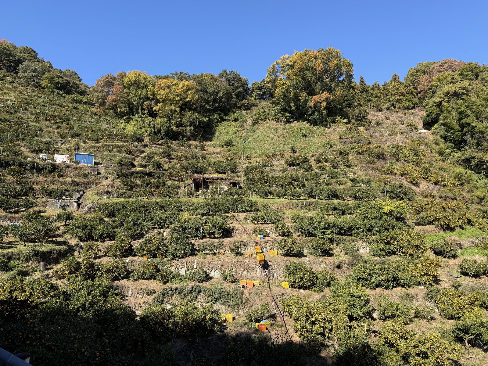 Terraced orange orchards