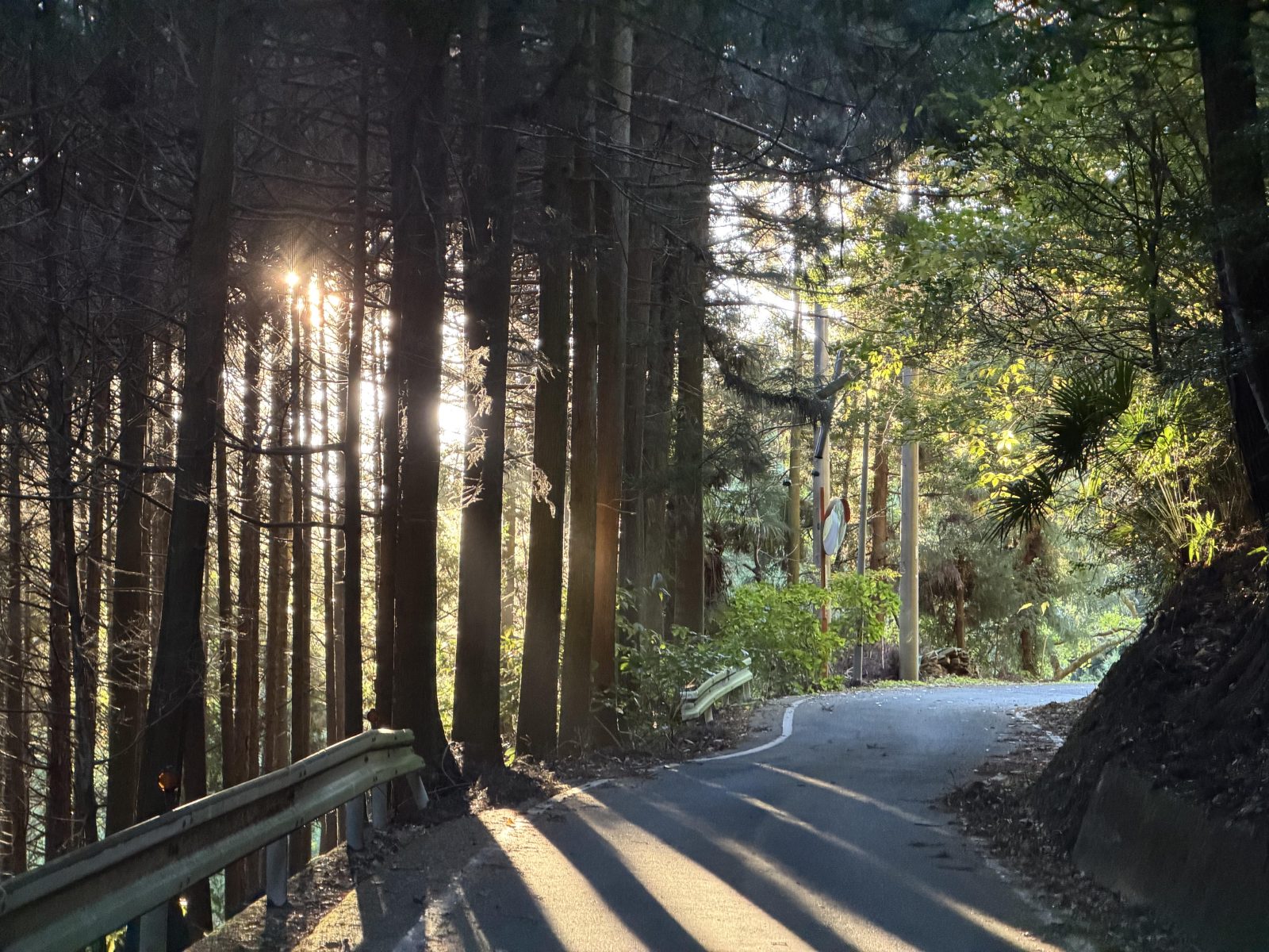 Light through the forest