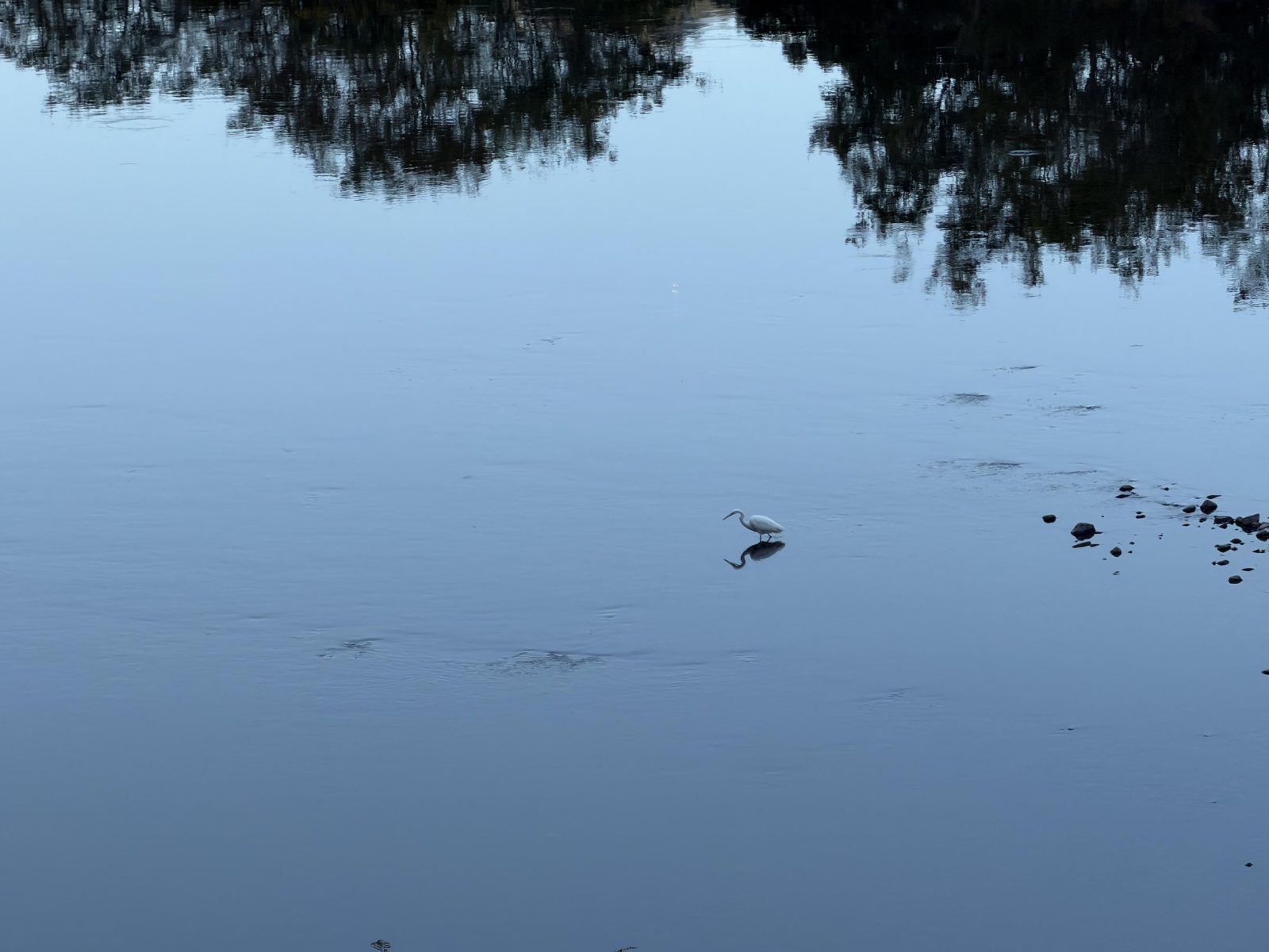 An egret working the shallows