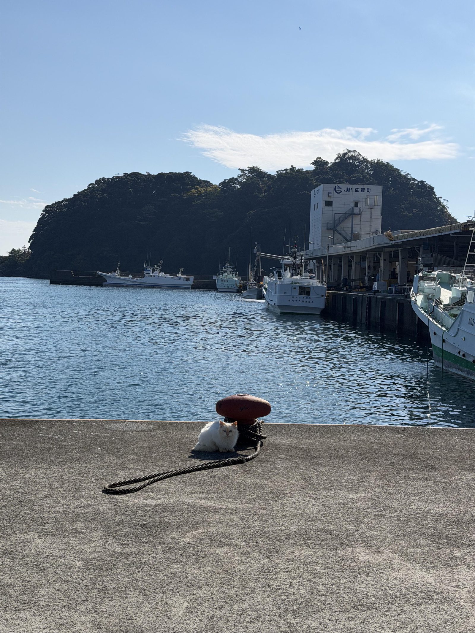 The harbor cat, clearly in charge