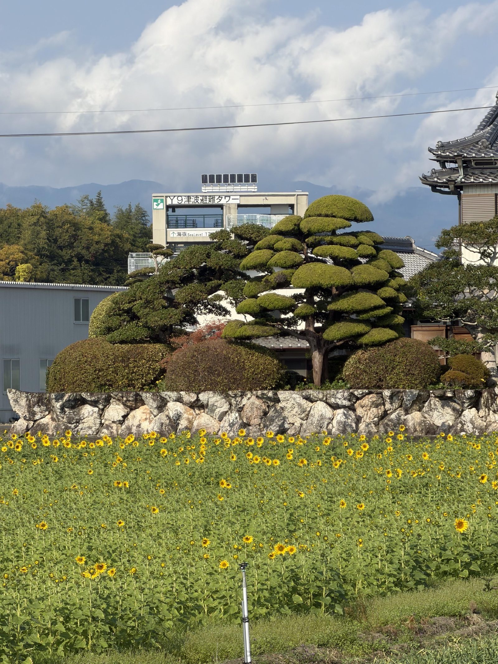Sunflowers beside the tsunami evacuation tower